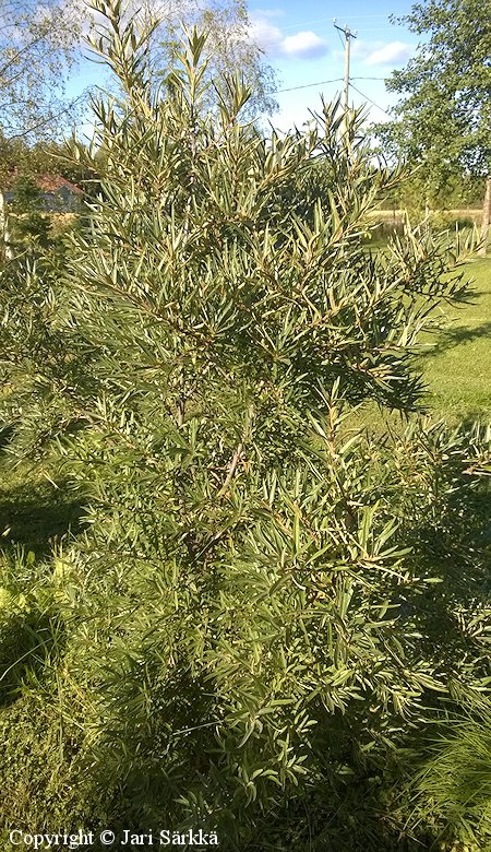 Hippophae rhamnoides 'Olavi', tyrni